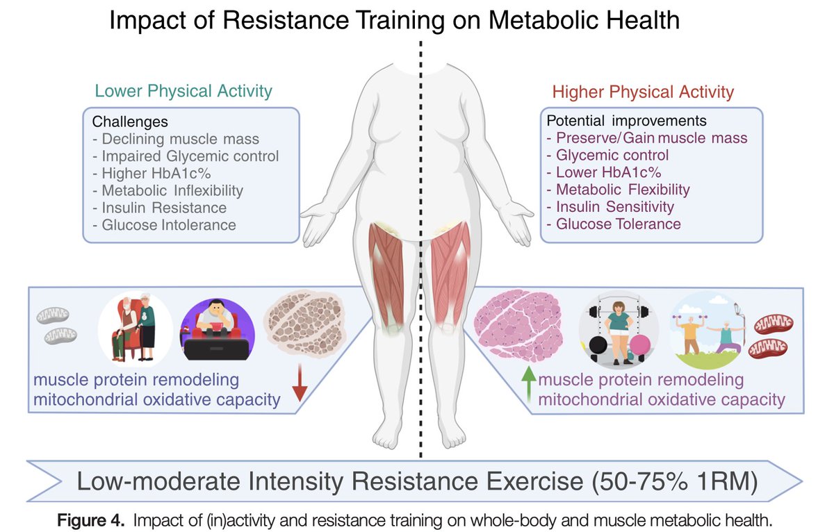 Vic_Tos19's tweet photo. Beneficios metabólicos de los ejercicios de resistencia, un elemento indispensable para el tratamiento de la desnutrición y/o obesidad.

DOI: 10.1249/ESM.0000000000000001 https://t.co/WPbkUzoos0