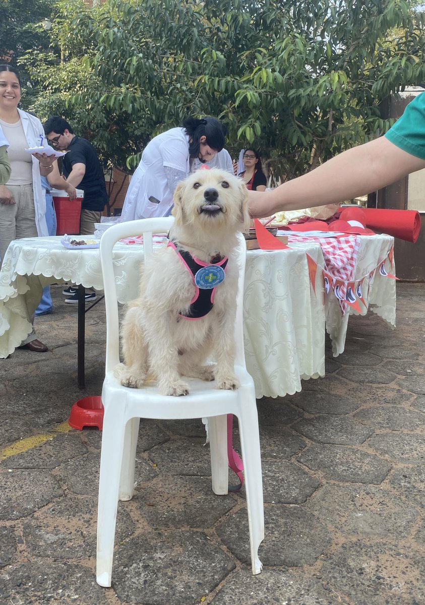 MedicinaUNA's tweet photo. Luna 🐶 los invita al #Karumed2024 

¡Todavía contamos con una gran variedad de platos! #Aniversario130HospitalDeClínicas https://t.co/leLAu6GolS