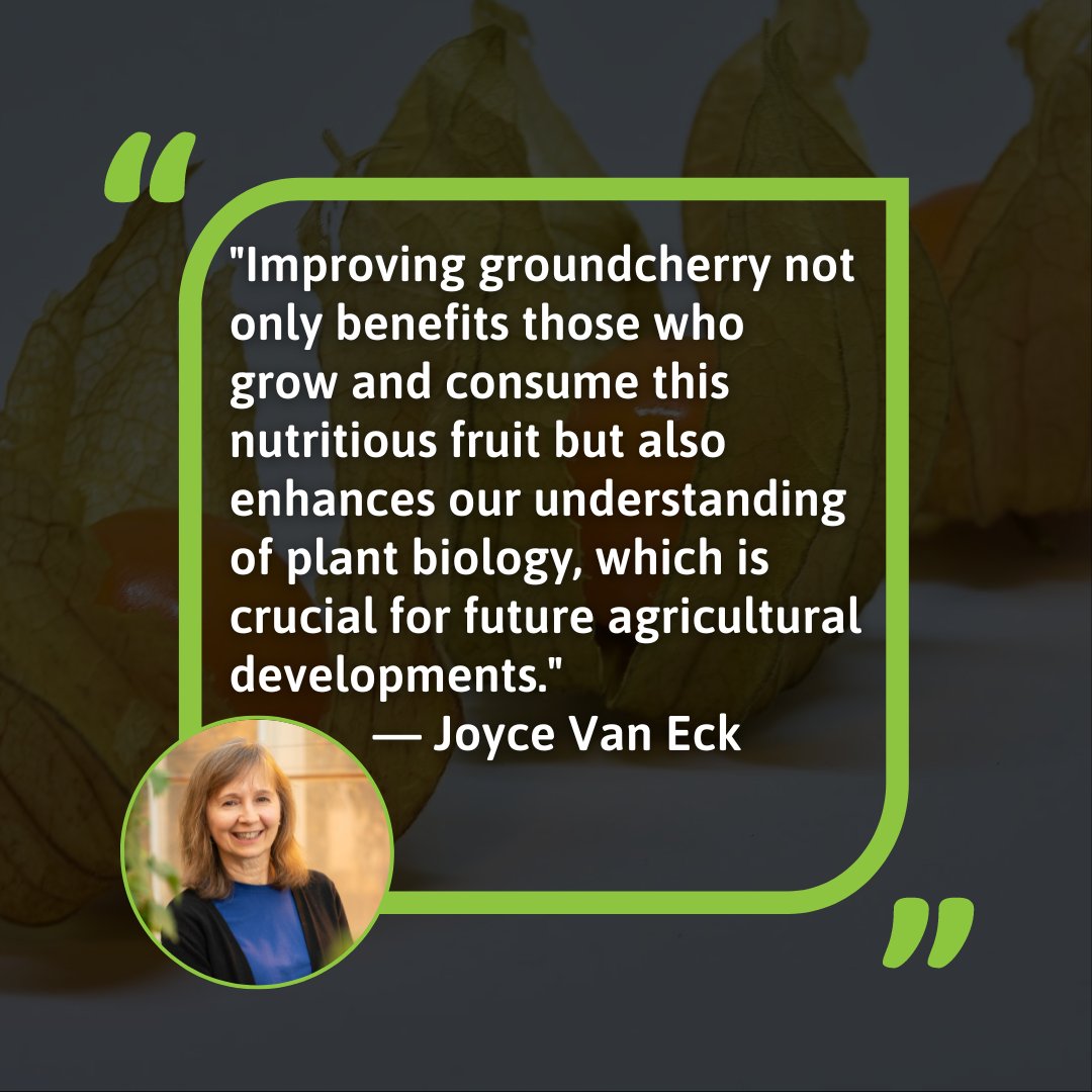 The groundcherry is being revolutionized through genetic research at BTI. Led by Dr. Joyce Van Eck, the #Physalis Improvement Project aims to transform this nutritious and delicious fruit into a viable commercial crop. news.btiscience.org/239664-groundc…