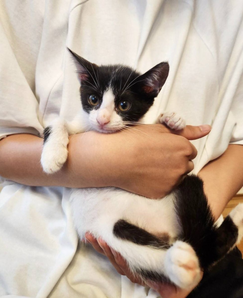 猫の森ハウス (@neconomorihouse) / Posts / X
