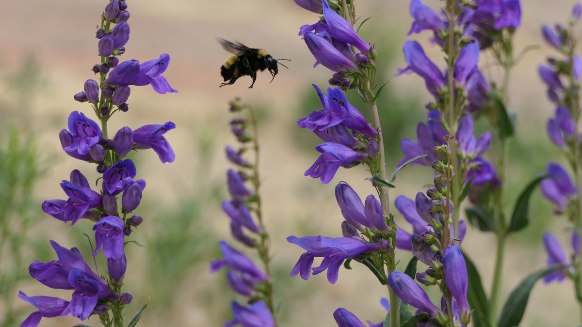 sfpl's tweet photo. All About #Bugs!
#LaFargeLibrary
Thurs Jul 25
4-5pm
Join us for a lively #BugTour w/ Kaitlin of @xercessociety! Learn about pollinators & how we can help them, & join Kaitlin in looking for bugs around the library's #ChildrensGarden and #PollinatorGarden. https://t.co/1rq3I3oA5n