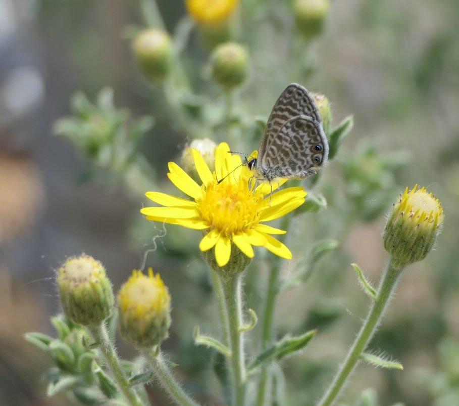 sfpl's tweet photo. All About #Bugs!
#LaFargeLibrary
Thurs Jul 25
4-5pm
Join us for a lively #BugTour w/ Kaitlin of @xercessociety! Learn about pollinators & how we can help them, & join Kaitlin in looking for bugs around the library's #ChildrensGarden and #PollinatorGarden. https://t.co/1rq3I3oA5n