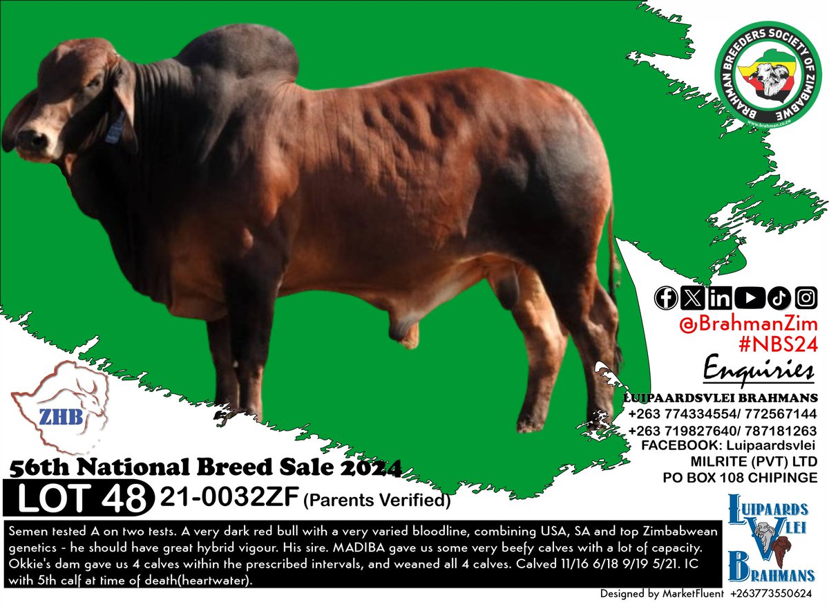 BrahmanZim's tweet photo. Check out this full selection of #Brahman #Bulls from Luipaardsvlei for sale.
Find full catalogue here
https://t.co/1ayoKYawCl https://t.co/IQQuNEq2ge