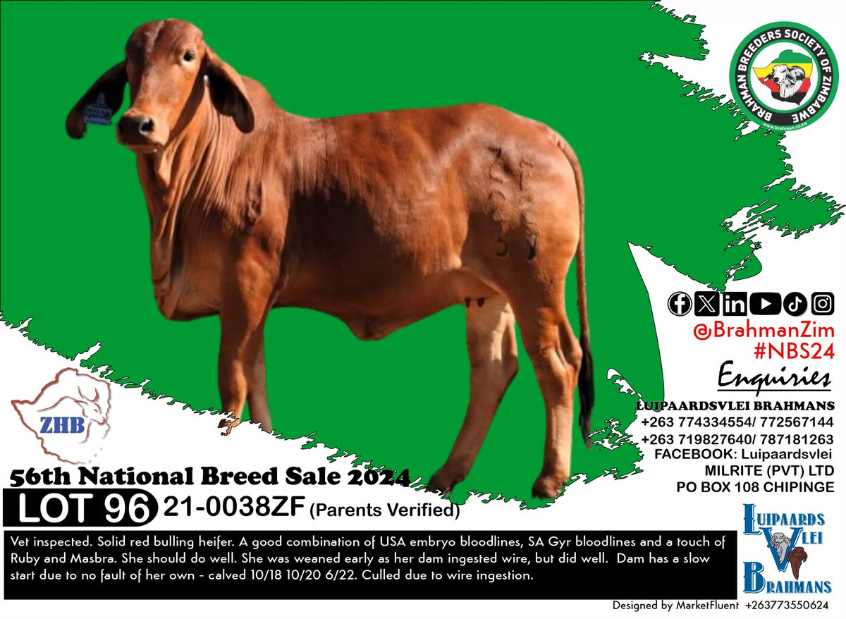 BrahmanZim's tweet photo. Check out this full selection of #Brahman #Bulls from Luipaardsvlei for sale.
Find full catalogue here
https://t.co/1ayoKYawCl https://t.co/IQQuNEq2ge
