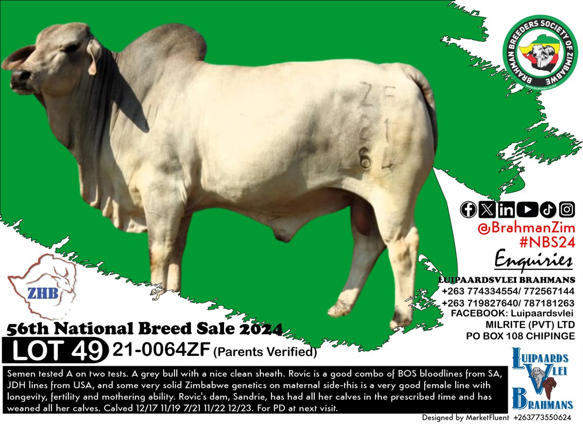 BrahmanZim's tweet photo. Check out this full selection of #Brahman #Bulls from Luipaardsvlei for sale.
Find full catalogue here
https://t.co/1ayoKYawCl https://t.co/IQQuNEq2ge