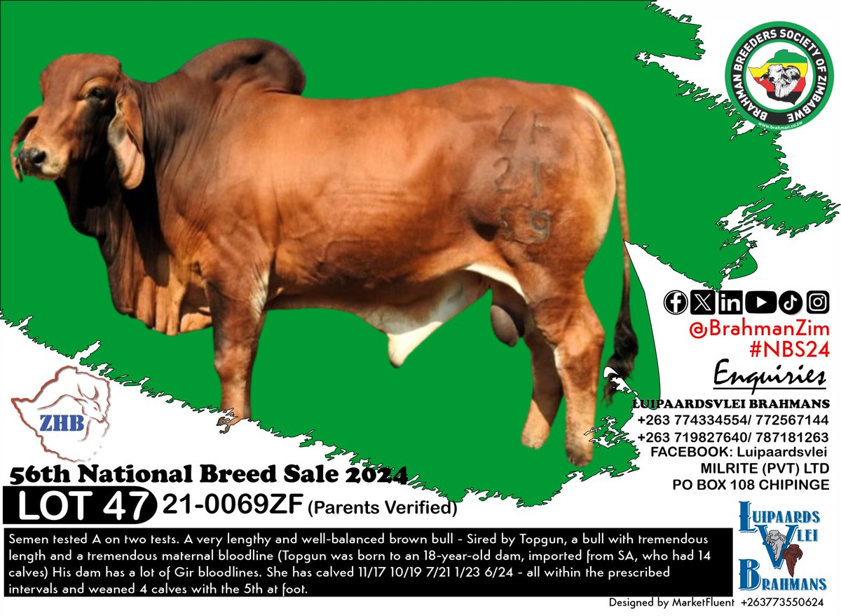 BrahmanZim's tweet photo. Check out this full selection of #Brahman #Bulls from Luipaardsvlei for sale.
Find full catalogue here
https://t.co/1ayoKYawCl https://t.co/IQQuNEq2ge