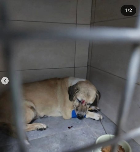 Toplum için endişe verici olan,bu caniler "korkuyoruz" gerekçesiyle masum bir canı sopalarla dövdüler.

Bu potansiyel katillerin serbestçe dolaşması hem insanlar hem de diğer canlılar için büyük tehlikedir!

#YasayaHayırDe
#KediKöpekKatliamınaDurDe
#TahirveRemziKılıçTutuklansın