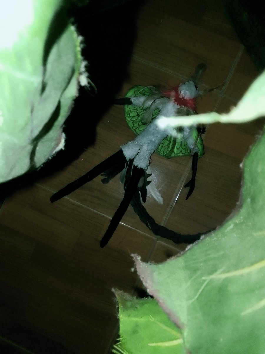 Djsusu13's tweet photo. ๐๏ธโ "A rest in the forest.."๐ฆ๐ฆ๐ฆ
#Mothew #Mothewthemoth #Artdoll #photographic https://t.co/On45hTfvfH