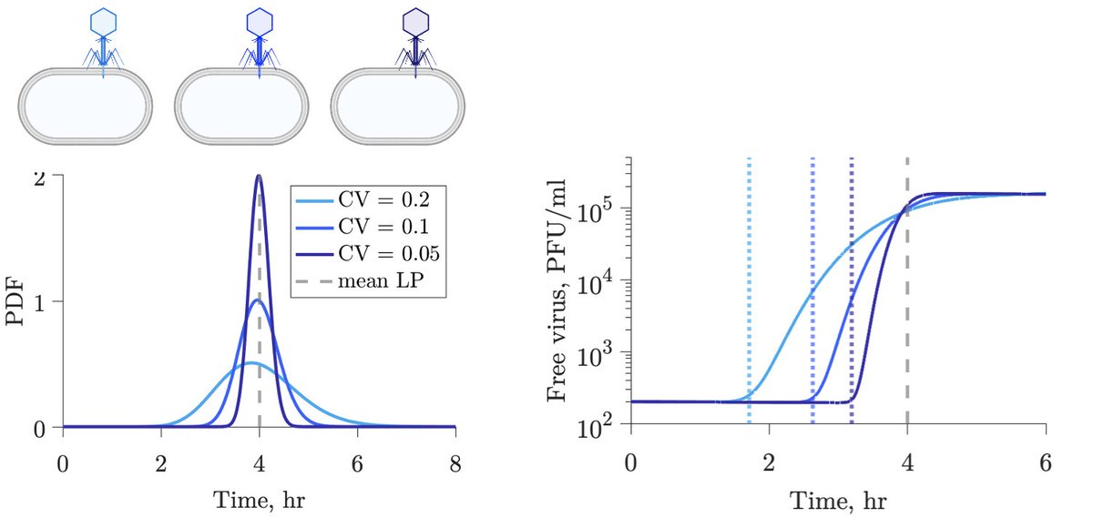 Joshua Weitz (@joshuasweitz) on Twitter photo Delighted to share news of a new <a href="/mbiojournal/">mBio</a> paper from <a href="/weitz_group/">Weitz Group</a> at <a href="/UMDscience/">UMD Science</a> led by <a href="/mariandommi/">Marian Dominguez-Mirazo</a> joint w/<a href="/D2mory/">David Demory</a> & J. Harris:
"Accounting for cellular-level variation in lysis: implications for virus–host dynamics"
journals.asm.org/doi/10.1128/mb… Delighted to share news of a new <a href="/mbiojournal/">mBio</a> paper from <a href="/weitz_group/">Weitz Group</a> at <a href="/UMDscience/">UMD Science</a> led by <a href="/mariandommi/">Marian Dominguez-Mirazo</a> joint w/<a href="/D2mory/">David Demory</a> & J. Harris:
"Accounting for cellular-level variation in lysis: implications for virus–host dynamics"
journals.asm.org/doi/10.1128/mb…