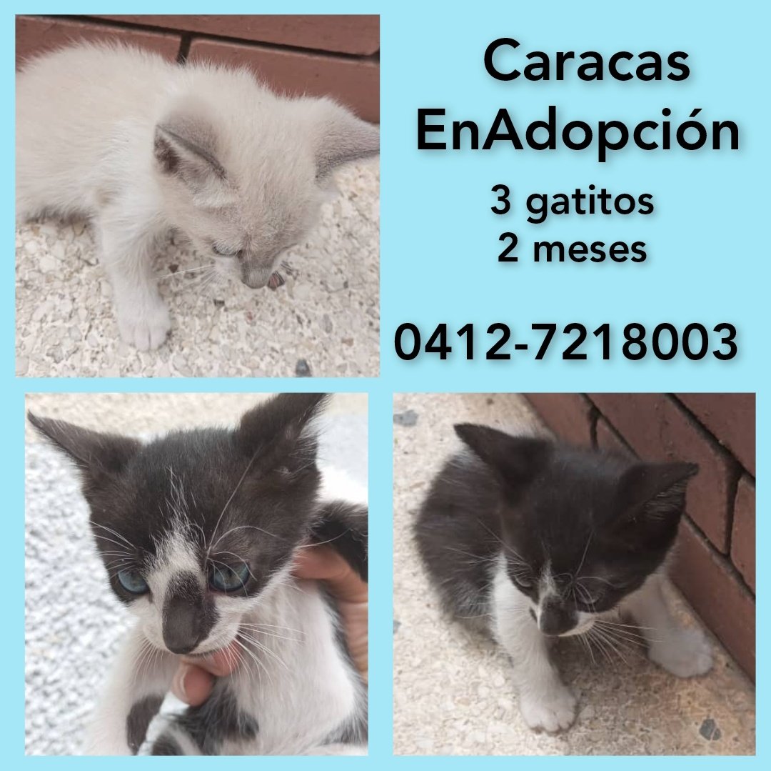 #Caracas #EnAdopción lindos gatitos de dos meses. Rescatados del abandono. Solo hogar amoroso y compromiso de esterilización. Llamar al número publicado. 📱0412-7218003