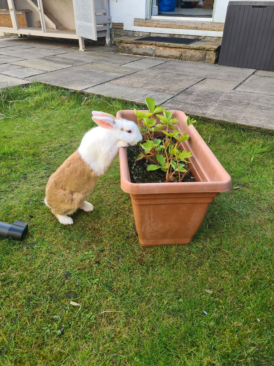 Bob is  helping in the garden by tidying away some of the strawberry plants 😍  #bunnies #gardening