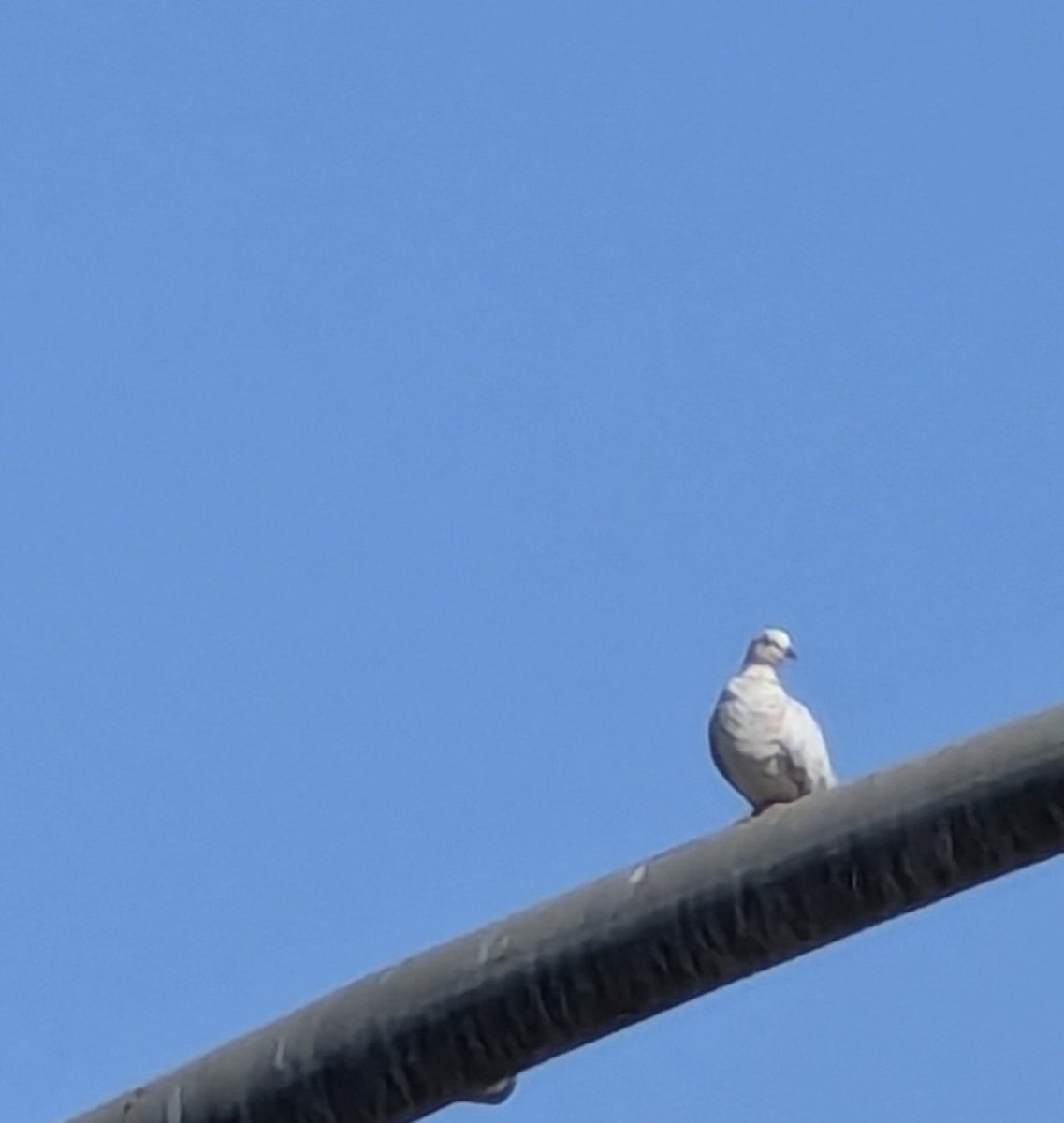 helpfulannalisa's tweet photo. Peace and tranquility 🕊️ #HolyGhost is like a dove. https://t.co/832HYg82qY