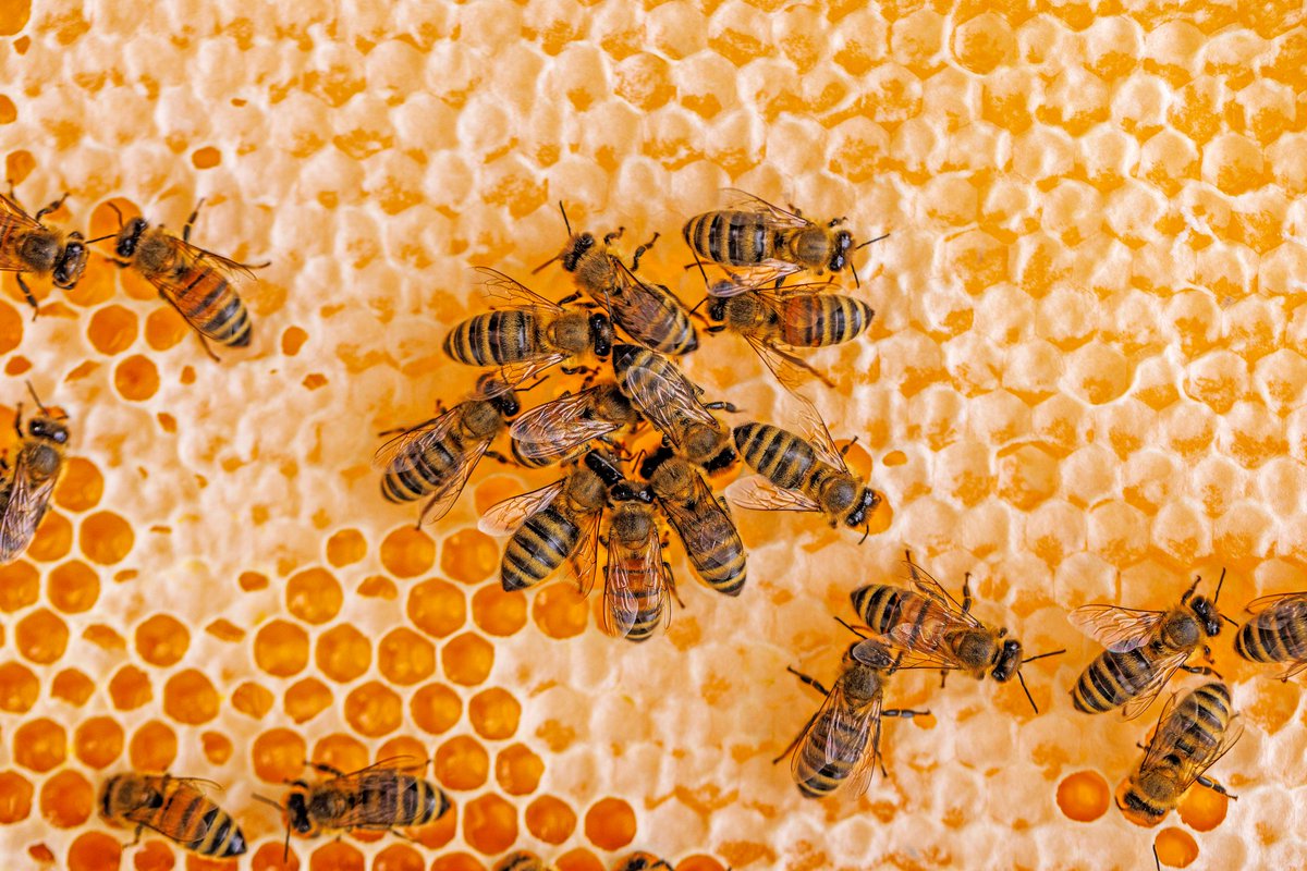 NebToday's tweet photo. "Even though the honey sales are a byproduct of what we do at the lab, it gives us an opportunity to further our reach in the research and education sectors." —Shelby Kittle, @UNLEntomology graduate student 

https://t.co/oZgKq9QLuH #Nebraska #UNL @UNL_IANR https://t.co/GC5Oudt7HJ