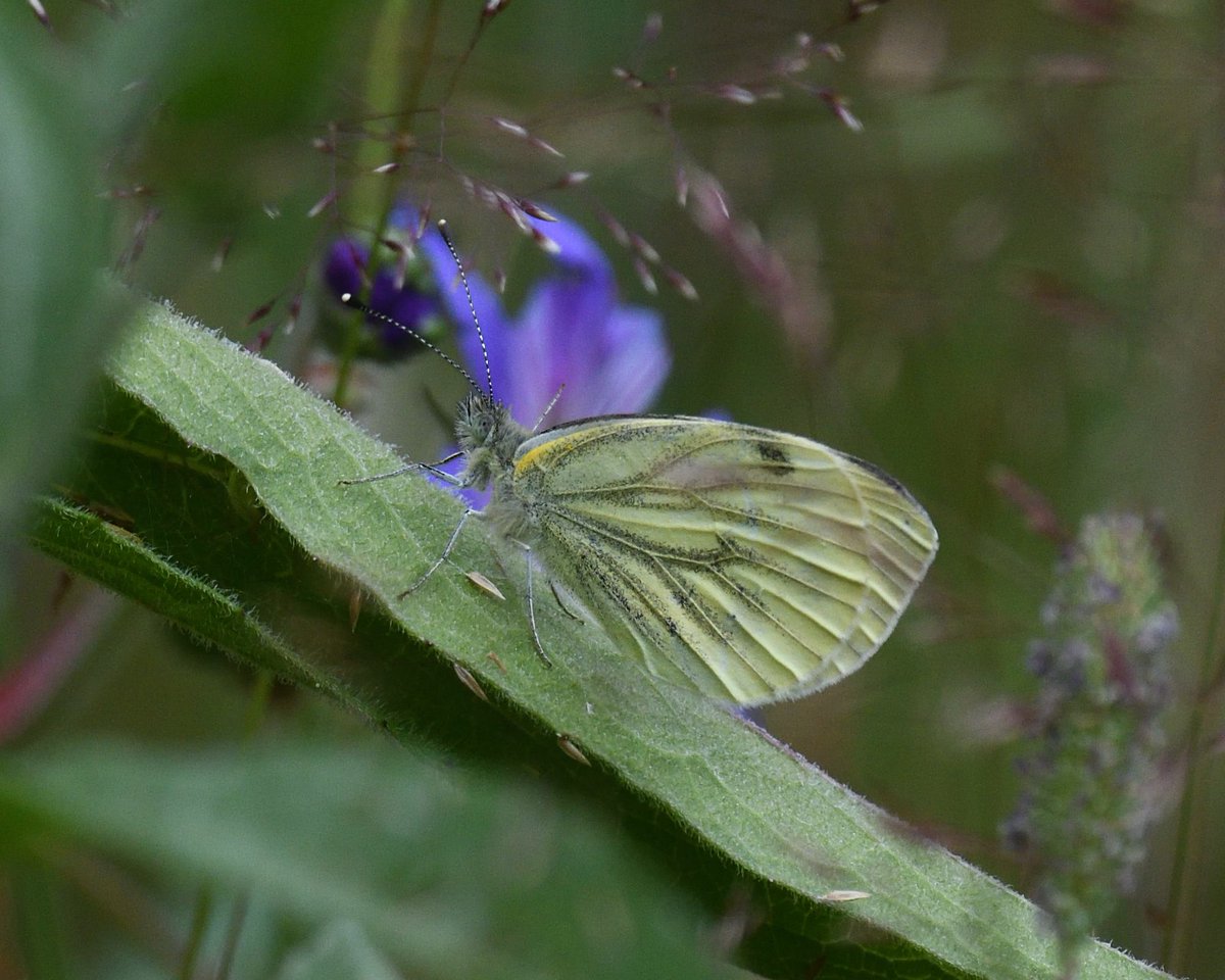 JoKingDevon's tweet photo. #GreenVeinedWhite butterfly in the garden today #Shutterton #Dawlish https://t.co/Fjfi9N5AZr