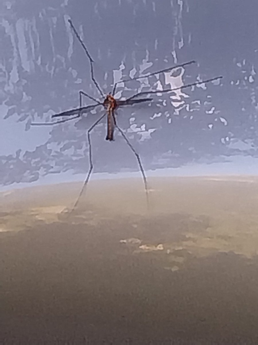 Carlos Playbook tweet media