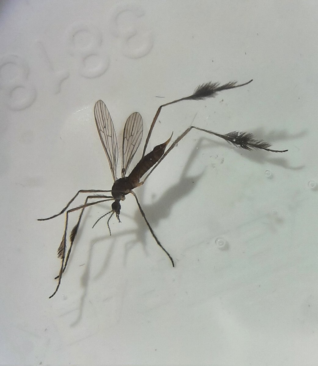 MothOrFly's tweet photo. Só pra mostrar que ainda to por aqui. Alguém sabe a ID? Região de Belo Horizonte, Brasil. https://t.co/aCtnHzrBCk