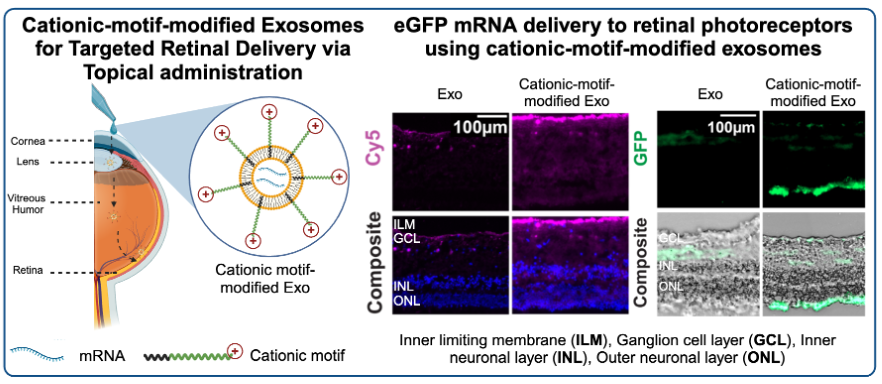 Congrats to Héctor and others on publishing new work focused on the potential of milk-derived cationic-motif-modified exosomes for mRNA delivery to photoreceptors in the retina via the topical route.

Check out our brand new project here: pubs.rsc.org/en/content/art…