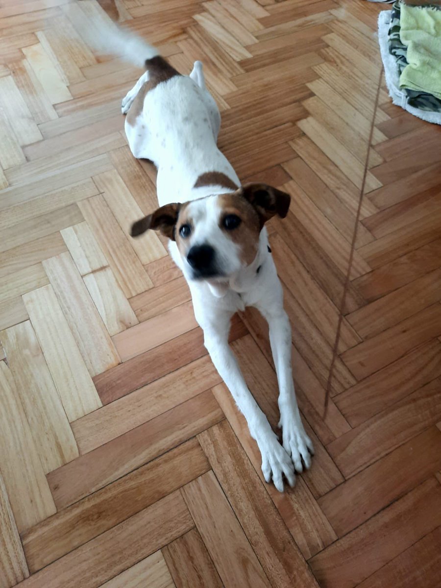 AgosDaneri's tweet photo. Este hermoso necesita una familia que aparezca el miércoles o antes. No puedo dejarlo en la calle otra vez luego de intentar TODO para que tenga un techo. Necesitamos máxima difusión. Se merece una familia que lo ame! https://t.co/WHOjcEHAlx