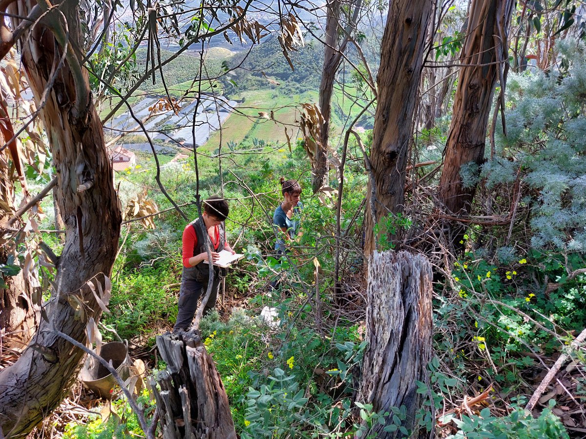 🎓📢 Exciting PhD opportunity throught JAE-PRE grant! Join our team at @IPNA_CSIC  in Tenerife. We're looking for a passionate researcher to explore soil arthropod biodiversity in primary forest, focusing on Mediterranean, tropical, and subtropical biomes🧬🔬
