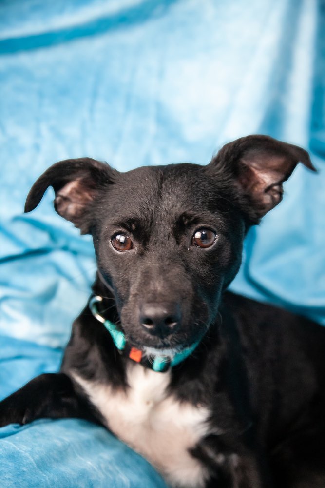 Jimmy wants to cuddle 💙 
how could you say no to this face 🥹