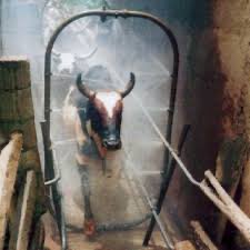 MutabaziIsaac10's tweet photo. These are the major 3 ways of tick control used in most African farms I.e 
1.hand spraying 
2.use of a Dip 
3.use of a spray race 

Qn: Which one do u think could be the most efficient in tick eradication?

AskmeaboutLivestock https://t.co/inpyiHMtcz
