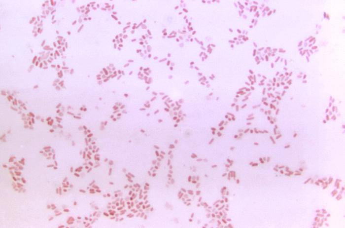 Did you know fecal microbiota transplantation (FMT) has been studied in over 300 active and completed clinical trials, including some investigating chronic fatigue syndrome, Parkinson’s disease, and autism, among other conditions? #FMTFriday #guthealth #microbiome