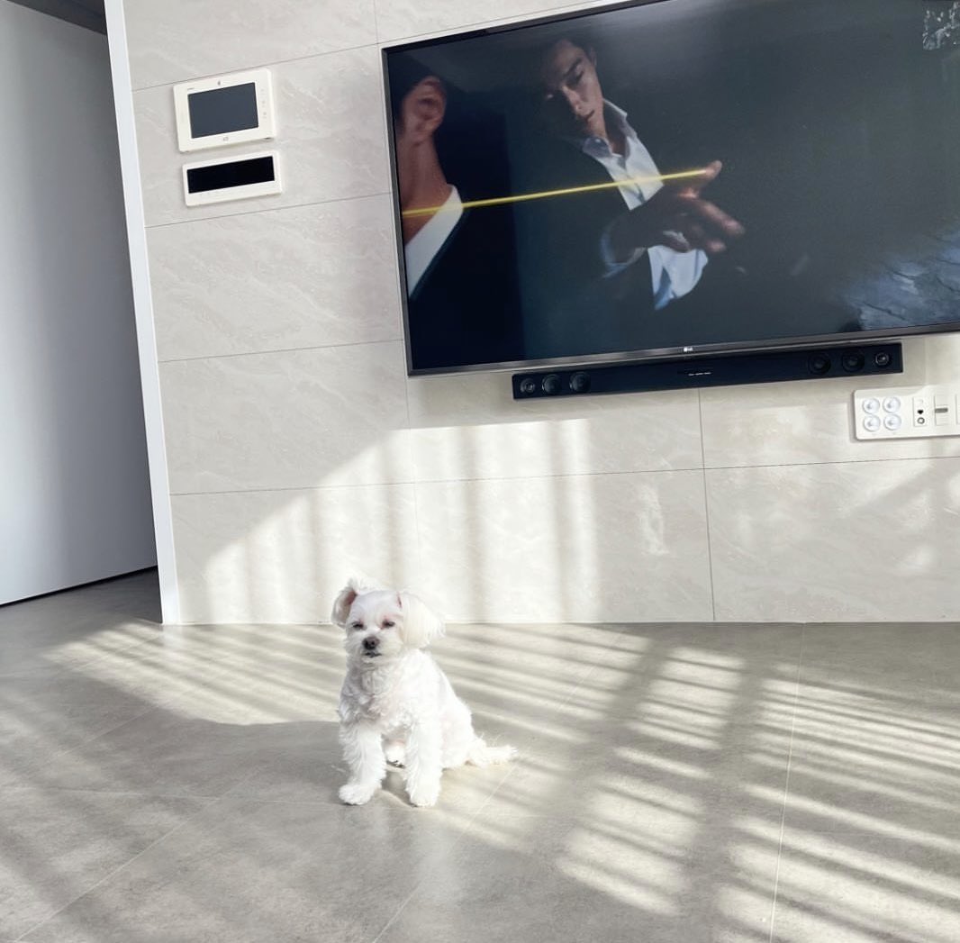 ccconvers's tweet photo. 家の壁と床が白なので、愛犬が同化してました。
テレビに夢中になりすぎて、途中まで気付かなかった。

普段は、トレードでパソコンをずっと見てるのでこういう息抜きも大事ですね。

今月も最後まで利益出していきます。 https://t.co/VouSEngE09