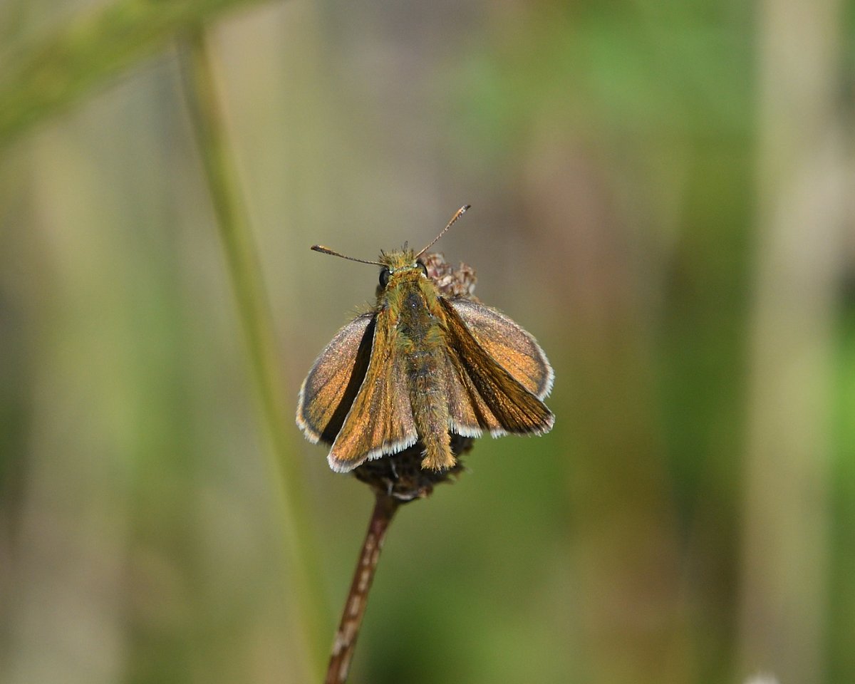 Steph Murphy tweet media