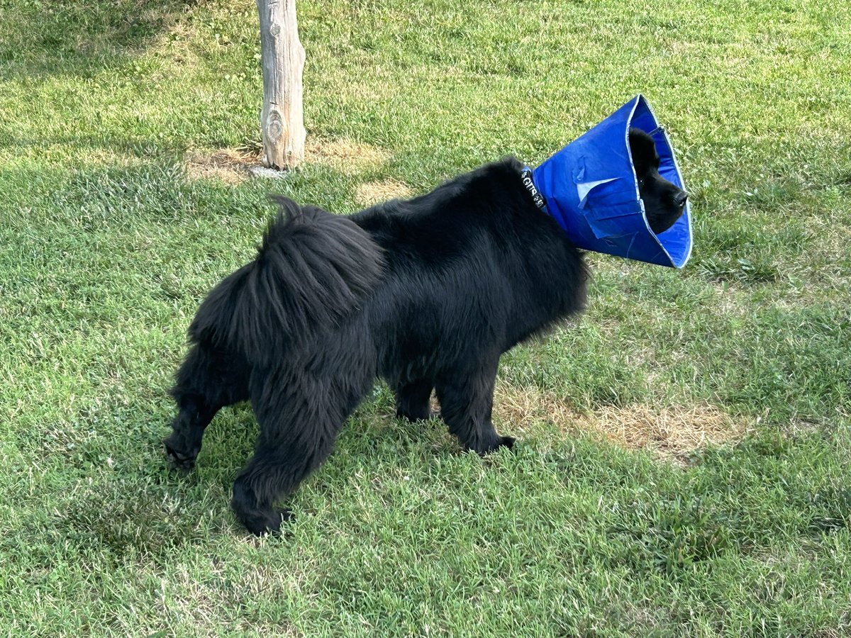 Gus the Newfoundland tweet media