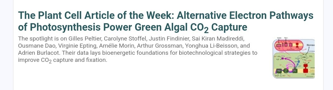 Nice surprise yesterday morning with our latest breakthrough being featured by <a href="/plantae_org/">Plantae</a> and <a href="/ASPB/">ASPB</a> in their newsletter 👀🥰 
<a href="/carnegiescience/">Carnegie Science</a>