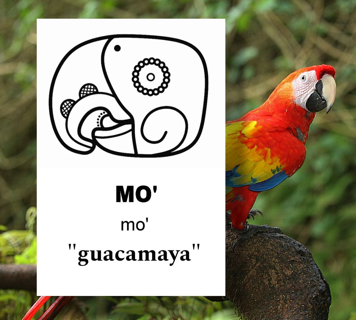 APRENDAMOS GLIFOS MAYAS 

MO' = Guacamaya

El Glifo que se representa, es una representación de la cabeza de la guacamaya roja.

#glifos
#mayas
#guacamaya