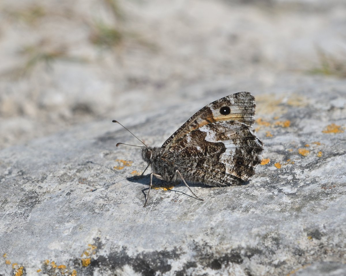 Steph Murphy tweet media