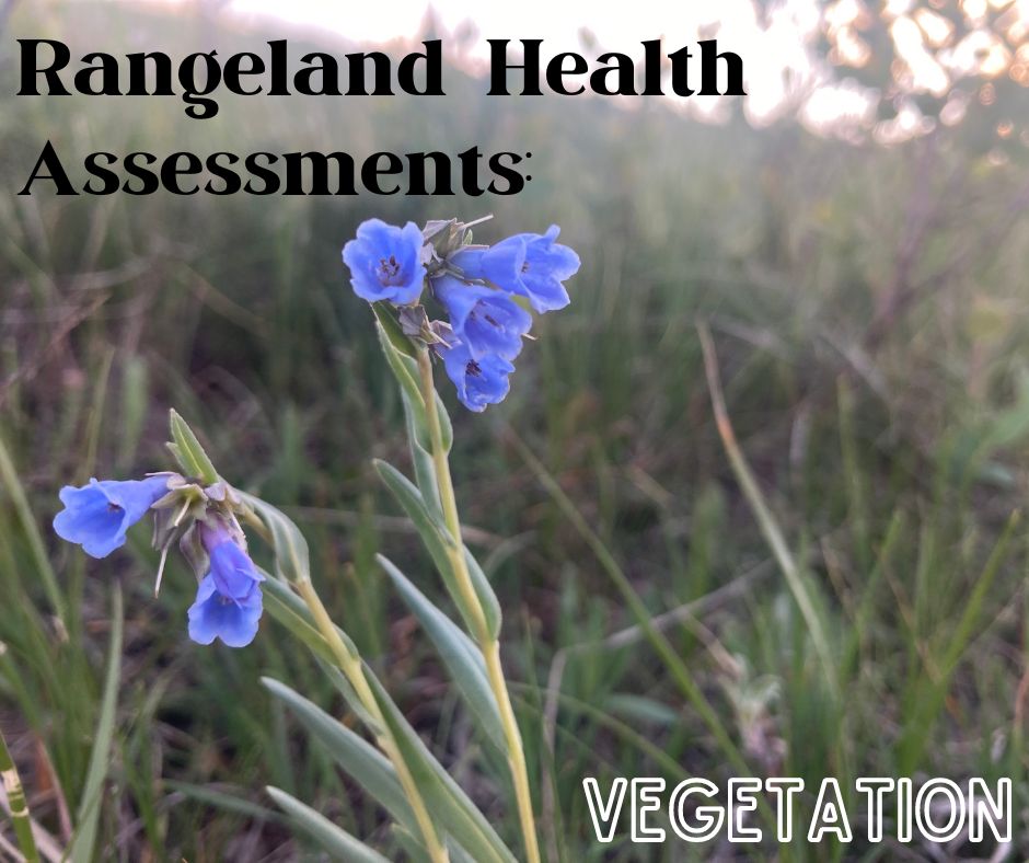 Stockgrowersfdn's tweet photo. Ever wonder what goes into a rangeland health assessment? Check out our blog post that breaks down the vegetation component of the assessment!
https://t.co/GPoRJ1t8Ak
#nativegrasslands #biodiversity #rangelandhealth #grasslandconservation https://t.co/XOGeLnnBfB