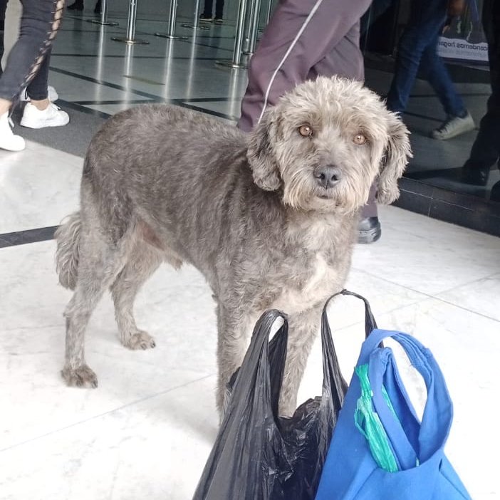 tomebamba's tweet photo. SERVICIO SOCIAL:

Este perrito lleva 3 días perdido en la Centrosur, Cuenca. Por favor compartir para llegar a sus dueños. https://t.co/ImDg4Mlc9j