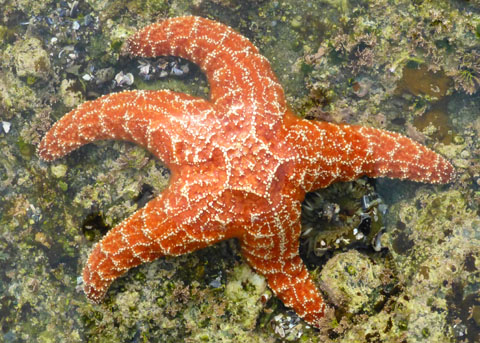 HatfieldMSC's tweet photo. Explore the Hatfield Visitor Center!
Dive into the wonders of the ocean at the Hatfield Visitor Center! Discover marine animals and exhibits designed to inspire and educate visitors of all ages.
Summer Hours:
Open daily from 10 a.m. to 5 p.m.
Learn More:
https://t.co/O3wcjZ6C7n https://t.co/KUUFNBjK32