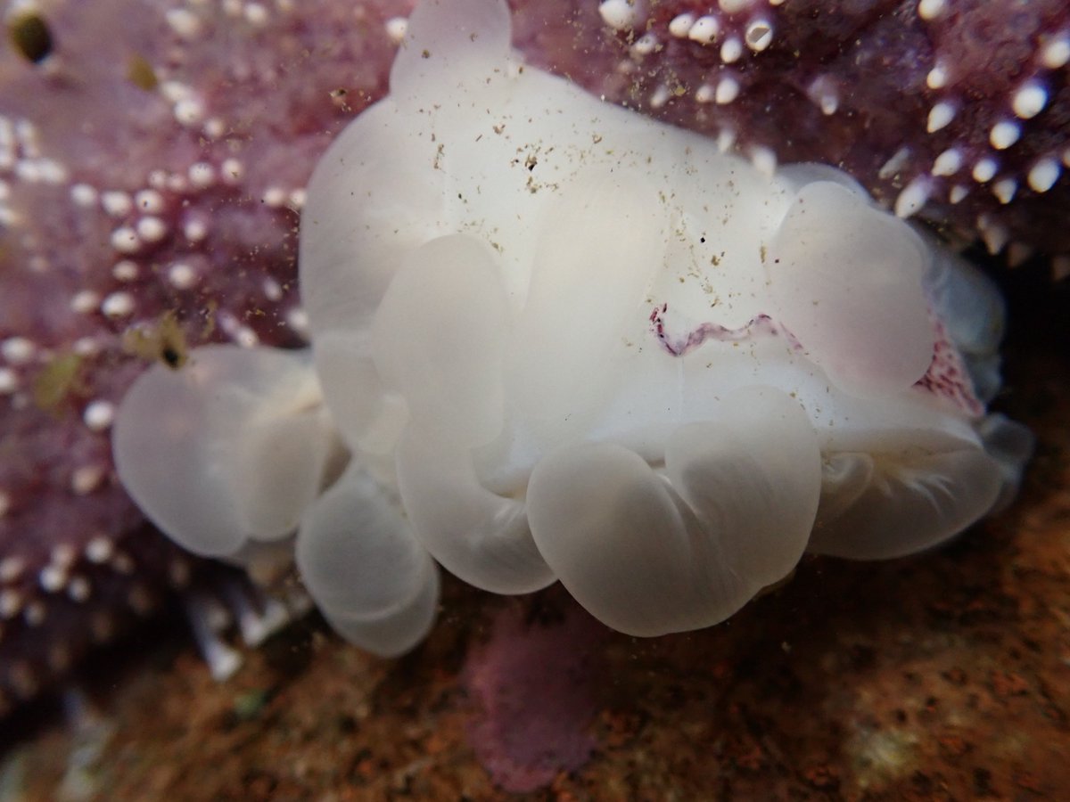HatfieldMSC's tweet photo. Explore the Hatfield Visitor Center!
Dive into the wonders of the ocean at the Hatfield Visitor Center! Discover marine animals and exhibits designed to inspire and educate visitors of all ages.
Summer Hours:
Open daily from 10 a.m. to 5 p.m.
Learn More:
https://t.co/O3wcjZ6C7n https://t.co/KUUFNBjK32