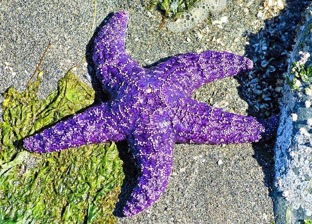 HatfieldMSC's tweet photo. Explore the Hatfield Visitor Center!
Dive into the wonders of the ocean at the Hatfield Visitor Center! Discover marine animals and exhibits designed to inspire and educate visitors of all ages.
Summer Hours:
Open daily from 10 a.m. to 5 p.m.
Learn More:
https://t.co/O3wcjZ6C7n https://t.co/KUUFNBjK32