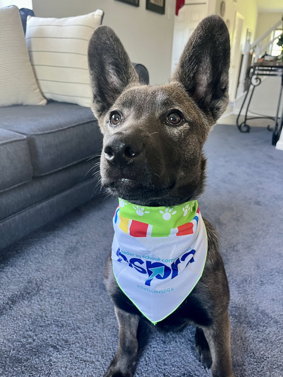 rdcflipper's tweet photo. Bogey got a new @NSPRA bandana from the conference! #PetsOfNSPRA 🐾 https://t.co/d15qDzJ0bX