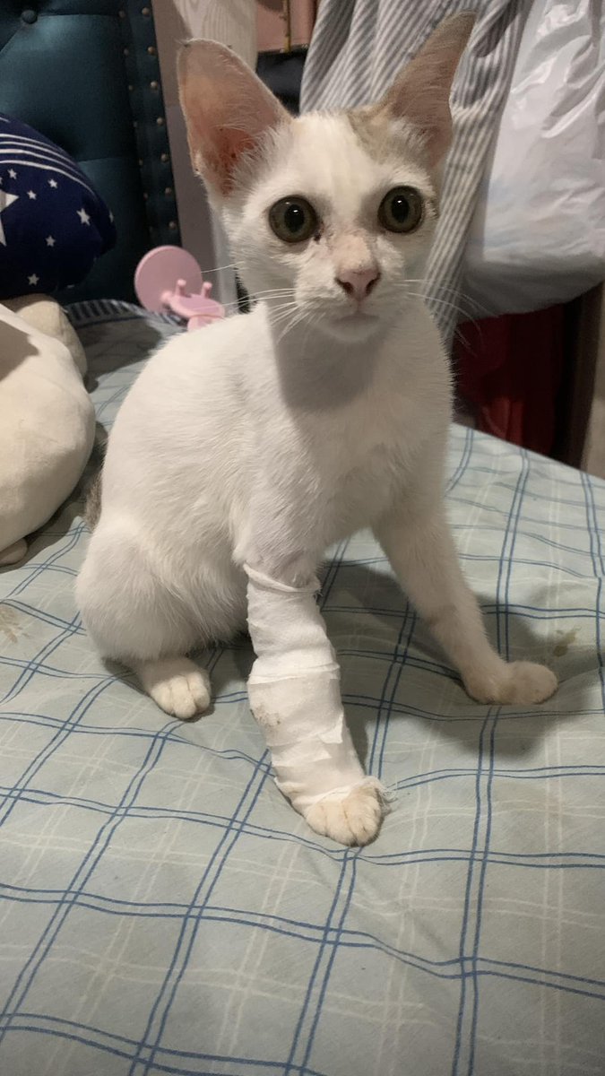 TranslatedCats's tweet image. A new sister just joined the group. Her name is Dee Dee.