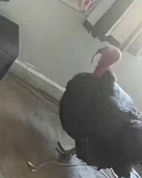 theKrabs_11's tweet image. Found out three oomfs are Quintessential Quintuplets fans #WhyGod #WhyHaveYouAbandonedUs