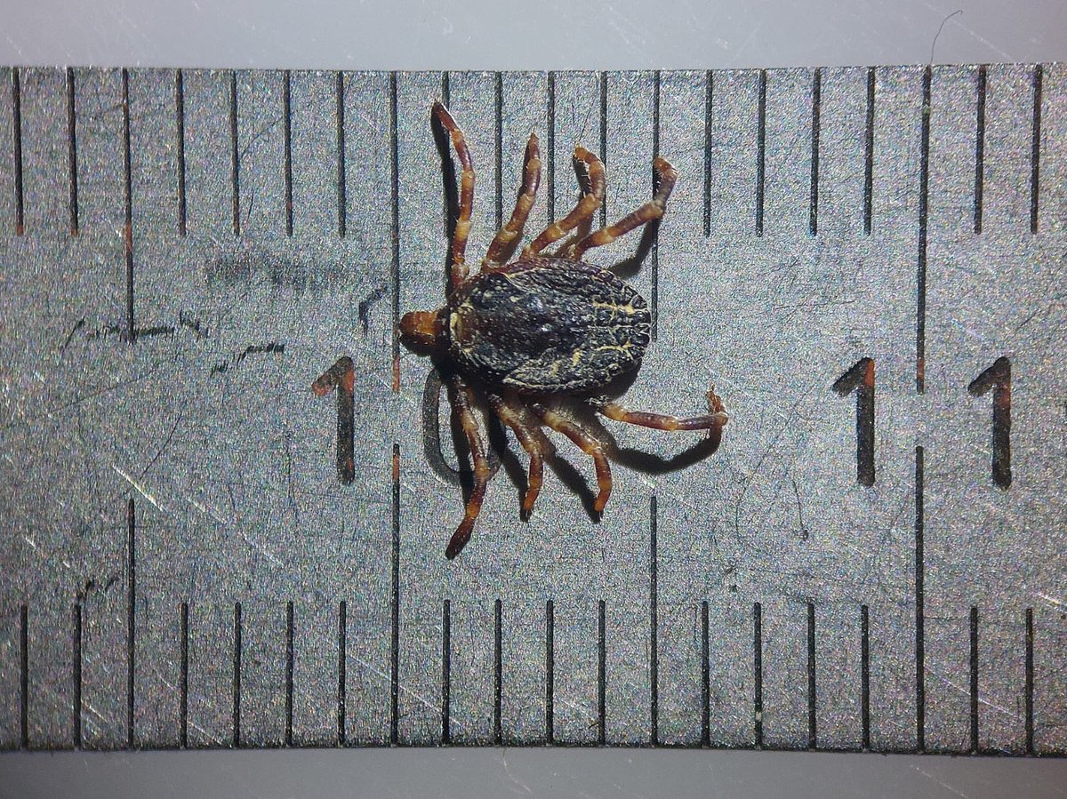 Ticks and TBP's tweet media