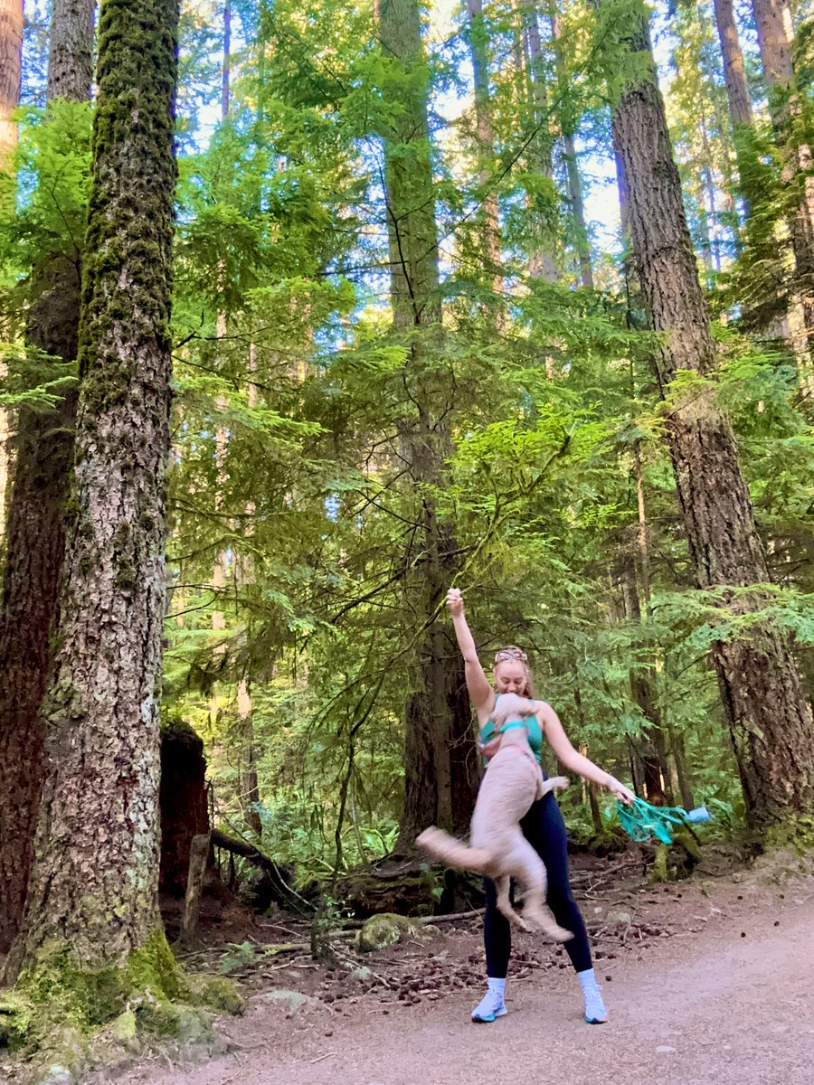 nothing better than a summer morning forest walk 🌲🌳☀️