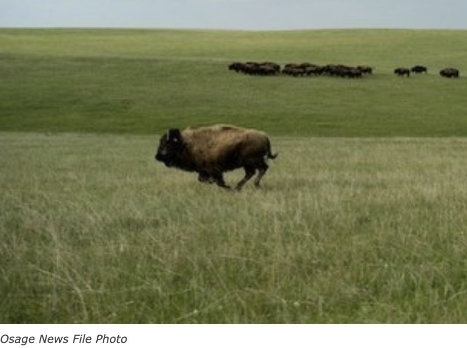 American Indian Culture and Research Journal tweet media