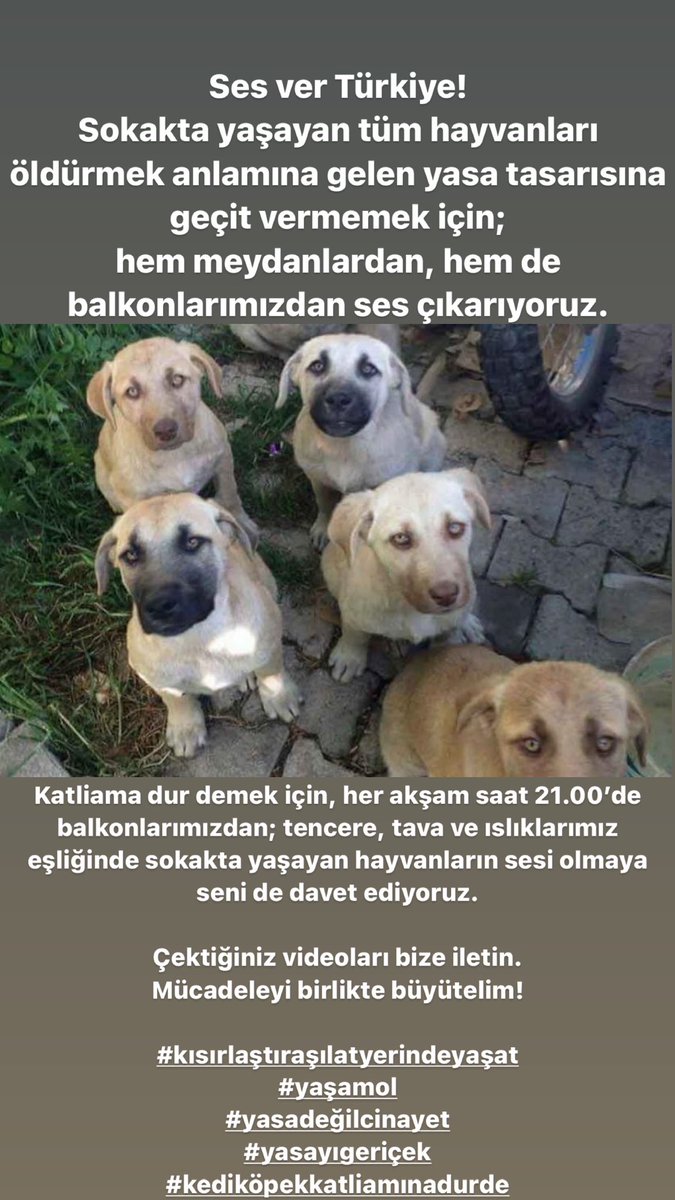 Ses ver Türkiye
Sokakta yaşayan hayvanları öldürmek anlamına gelen #YasayiGeriÇek demek için;
meydanlardan, balkonlarımızdan ses çıkarıyoruz

Katliama dur demek için, her akşam 21.00’de tencere, tava ve ıslıklarımız eşliğinde

Videolarınızla mücadeleyi büyütelim
#yasadeğilcinayet