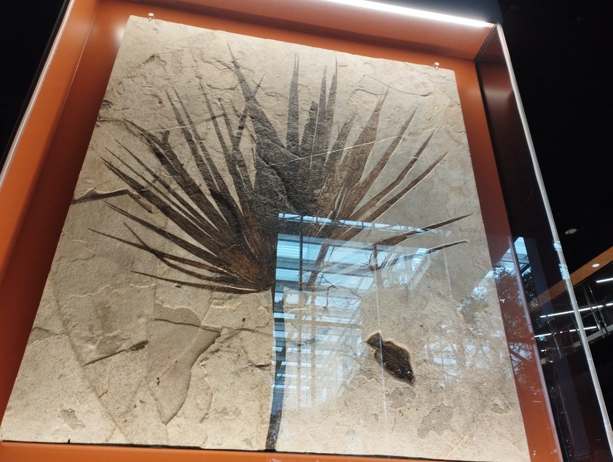 jovepaleontoleg's tweet photo. Làmina de pedra calcària lacustre amb una fulla de Sabalites ?powelli i un esquelet complet de Priscacara sp. De la Formació Green River: Eocè (56-34 Ma), estat estatunidenc de Wyoming. Exposada al @CosmoCaixa_CAT. #FossilFriday #Eocene #Arecaceae #Perciformes #FossilPlants https://t.co/k2LmtDKPgs