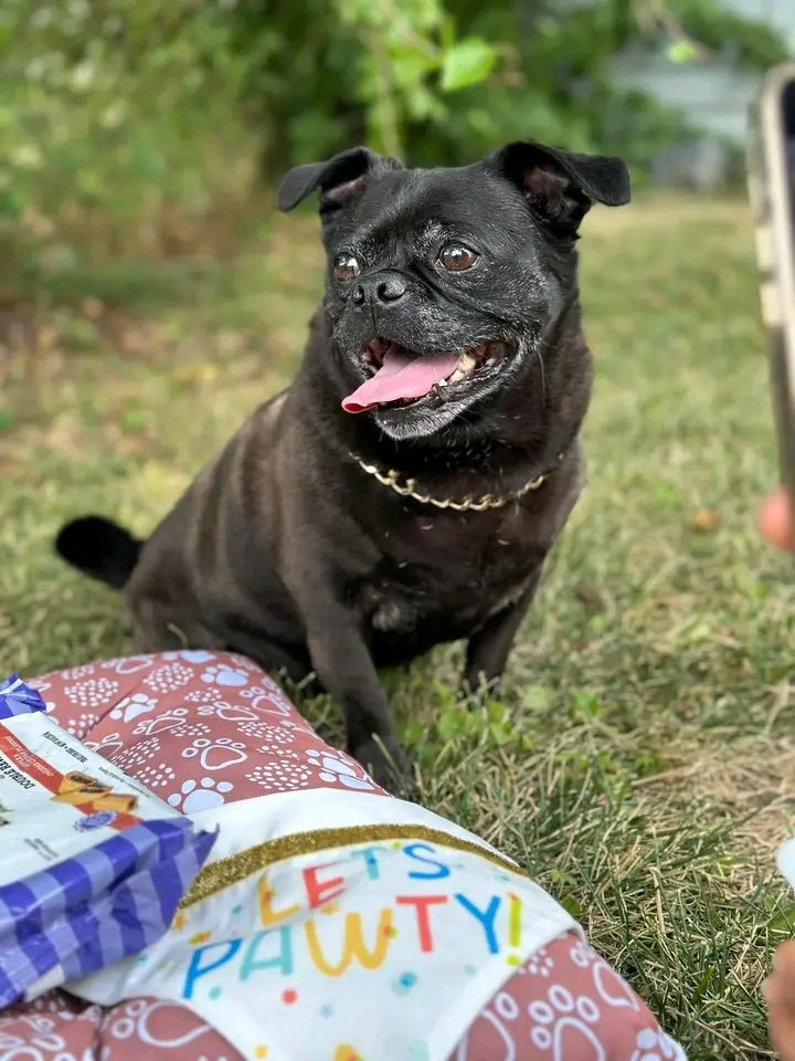 DiamondLeech0's tweet photo. Papu my fat man turned 77 on the 17th! (11 in people years lol) His face turning all white. My baby really an old man. 😭 https://t.co/HtPaJXU4Gh