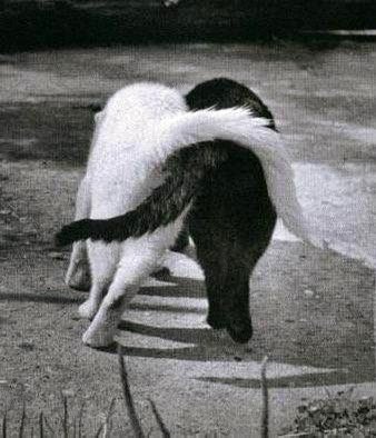 ungatofilosofo's tweet photo. "La amistad es un alma que habita en dos cuerpos; un corazón que habita en dos almas."
Aristóteles 🐈📚
#FrasesFilosoficas
#Aristoteles https://t.co/gia753M0VS