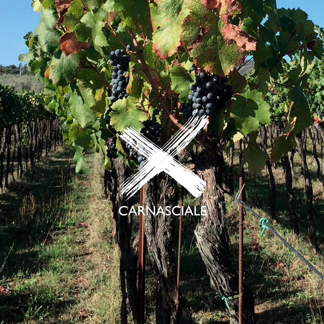 Caberlot: between mystery and reality. A story of love, passion, luck, and mystery as unique as the grape variety that gives birth to this extraordinary wine. 

Il Caberlot was naturally born from the crossing of Cabernet Franc and Merlot.