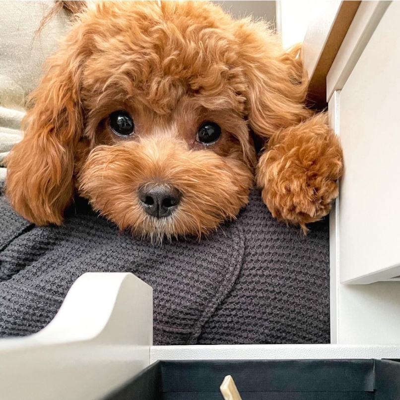 atlantapetlife's tweet photo. There's nothing quite like a Cavapoo cuddle to brighten up a Sunday in Atlanta!

Wishing you all a pawsitively wonderful rest of the weekend!
🐶Hendrix

#SundayFunday #CavapooLove #AtlantaPaws #PetLove #CutenessOverload https://t.co/OGoggr8jfI