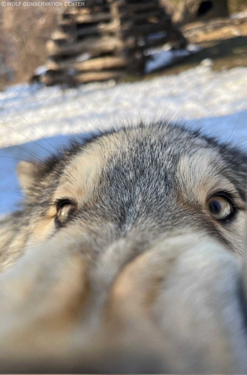 RedWerewolfDog tweet picture